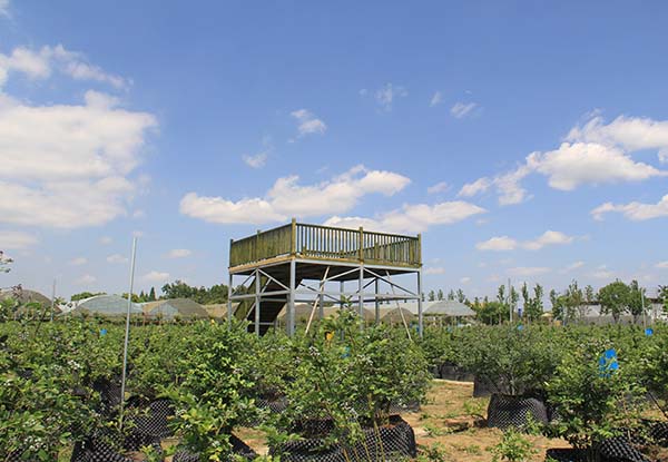 四川逸田藍(lán)莓種苗基地