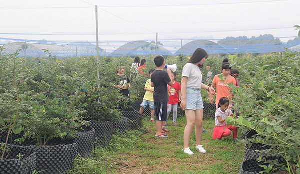 四川藍莓種植技術服務